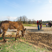 Laboratorio formaggio 28 febbr 2015