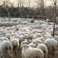 Laboratorio formaggio 28 febbr 2015