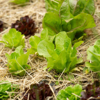 Cultura e alimentazione in orto_Picnic 16 maggio a sostegno di Hortus Urbis (Appia Antica, Roma). Contenuti scientifici dott.ssa Nicoletta Paolillo; sostegno e merenda bio di Eu's il buono fatto bene; foto di Andrea Sciarra (wwwandreascirrafoto.com)