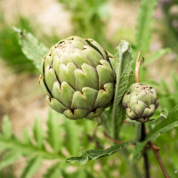 Cultura e alimentazione in orto_Picnic 16 maggio a sostegno di Hortus Urbis (Appia Antica, Roma). Contenuti scientifici dott.ssa Nicoletta Paolillo; sostegno e merenda bio di Eu's il buono fatto bene; foto di Andrea Sciarra (wwwandreascirrafoto.com)