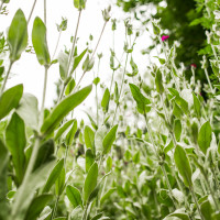 Cultura e alimentazione in orto_Picnic 16 maggio a sostegno di Hortus Urbis (Appia Antica, Roma). Contenuti scientifici dott.ssa Nicoletta Paolillo; sostegno e merenda bio di Eu's il buono fatto bene; foto di Andrea Sciarra (wwwandreascirrafoto.com)