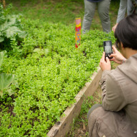 Cultura e alimentazione in orto_Picnic 16 maggio a sostegno di Hortus Urbis (Appia Antica, Roma). Contenuti scientifici dott.ssa Nicoletta Paolillo; sostegno e merenda bio di Eu's il buono fatto bene; foto di Andrea Sciarra (wwwandreascirrafoto.com)